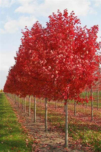 Vente des plantes de bruyère Île-de-France