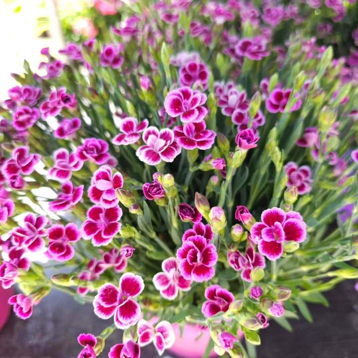 Vente de plantes Île-de-France