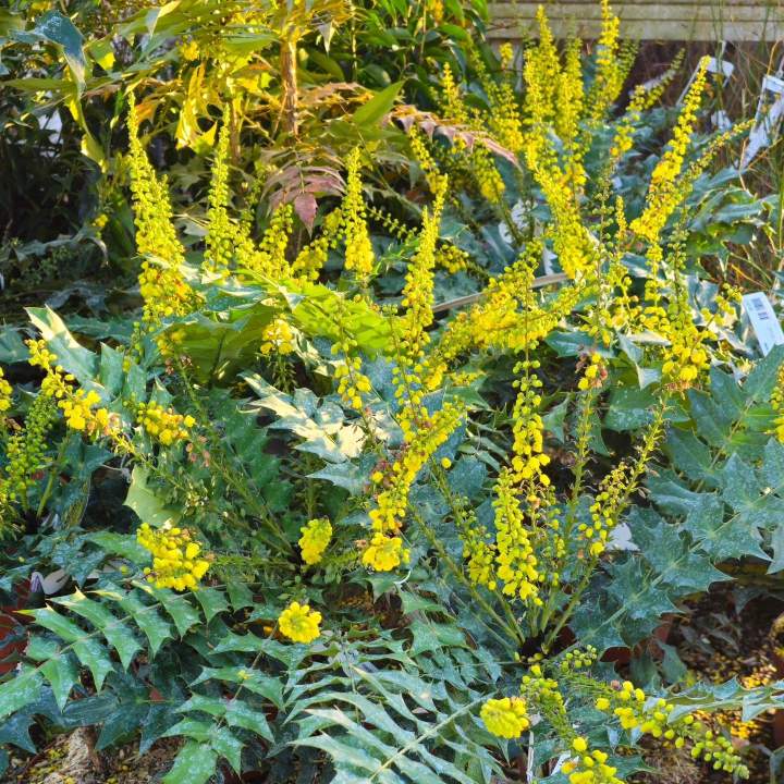 Fleurs et plantes Île-de-France