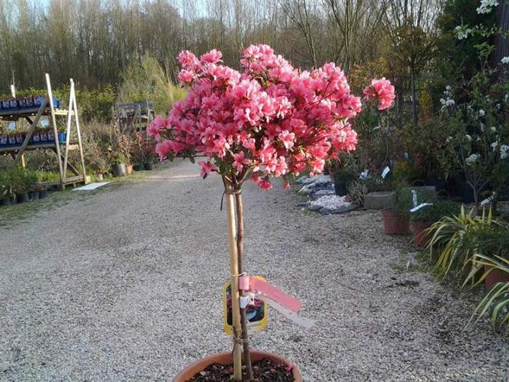 Vendeur des plantes de bruyère Île-de-France