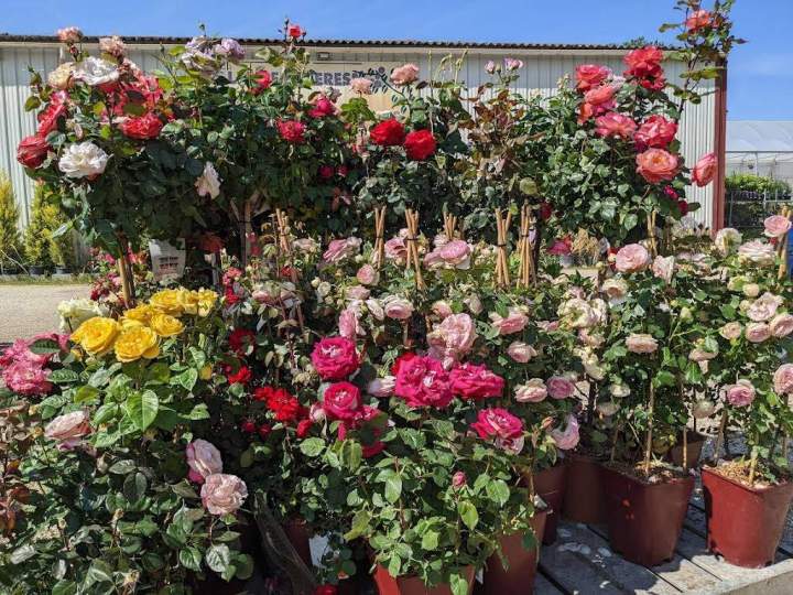 Plantes décoratives Île-de-France