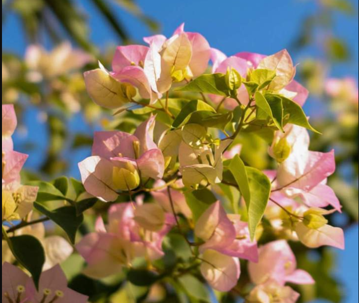 Quelle est la différence entre un végétal et une plante ? Île-de-France<br>La distinction entre un végétal et une plante, Île-de-France<br>La dissemblance entre un végétal et une plante, Île-de-France