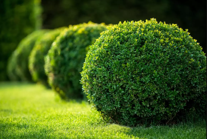 Plante de haie, Oise<br>Vente de plantes de haie, Oise<br>Pépinière proposant des plantes de haie, Oise