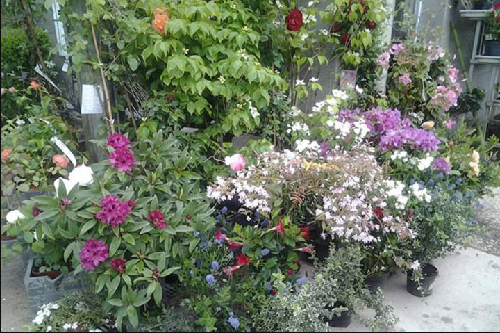 Vente de plantes, Yvelines