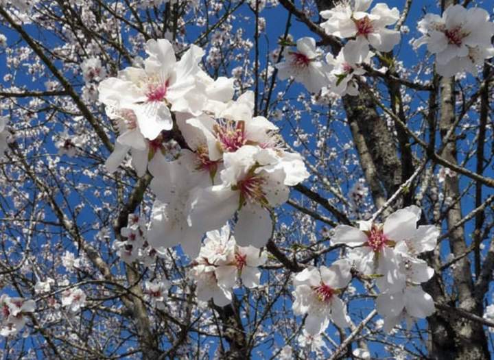 Vente des arbres fruitiers Île-de-France