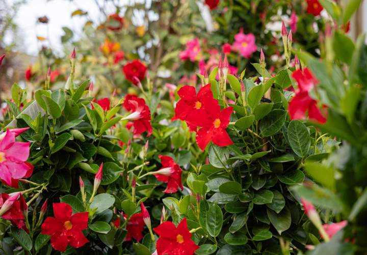 Vente de plantes Île-de-France