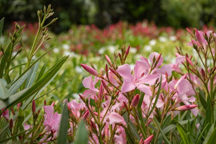 Vente de plantes  Île-de-France