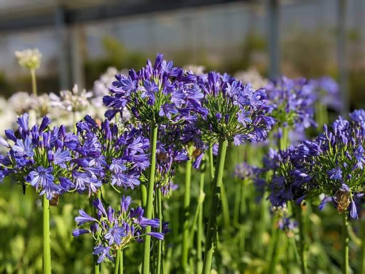 Aménagement de jardin Île-de-France