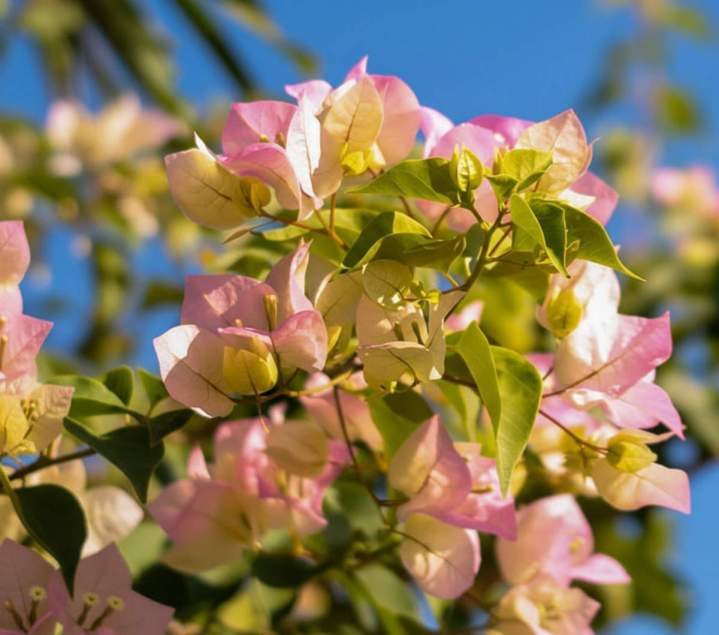 Vente de fleur Île-de-France
