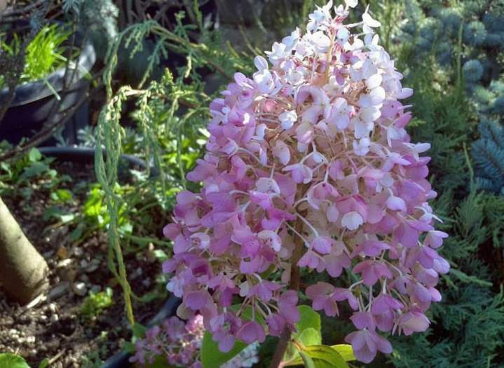 Vente de plantes Île-de-France