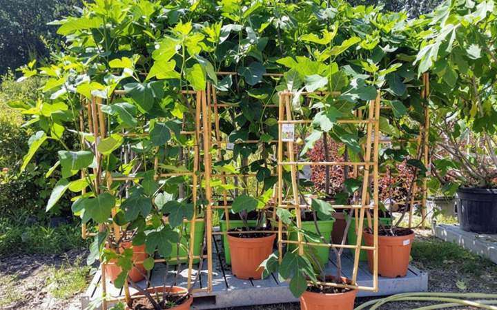 Vente d'une grande variété d’arbustes Île-de-France